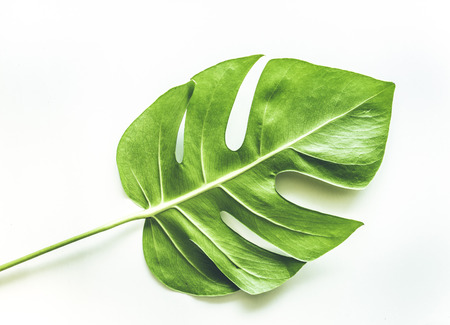 Real tropical leaves backgrounds on white.Botanical nature concepts.flat lay designの写真素材