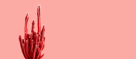 Living Coral color of year 2019  with Exotic cactus banner background.Minimal.Abstract minimal designの写真素材