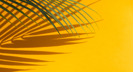 Selective focus of exotic coconut leaf with shadow on color background.Tropical and holiday summer concepts ideas.For create designの写真素材