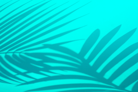 Blur of exotic shadow tropical leaf in color background.abstract leaves For summer collection.の写真素材