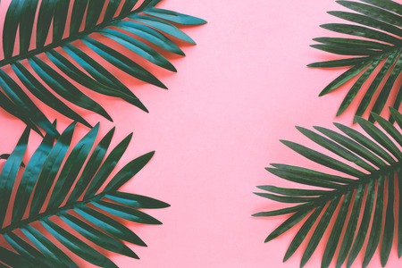 Tropical leaves foliage plant close up with color copy space background.Nature and summer concepts...