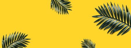 Tropical leaves foliage plant close up with yellow color copy space background.Nature and summer...