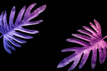 Collection of tropical leaves,foliage plant in colorful gradient on black space background.Abstract leaf decoration design.Exotic nature for cover templateの写真素材