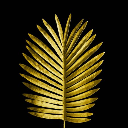 Collection of tropical leaves,foliage plant in gold color on black space background.Abstract leaf decoration design.Exotic nature for cover templateの写真素材