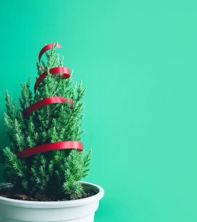Cute pine tree on green background.merry christmas and winter concepts ideas.minimal styleの写真素材