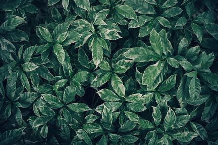 Green leaves background design.Flat lay.Top view of leaf.Nature conceptsの写真素材