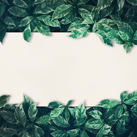 Green leaves background design with white paper.Flat lay.Top view of leaf.Nature concepts