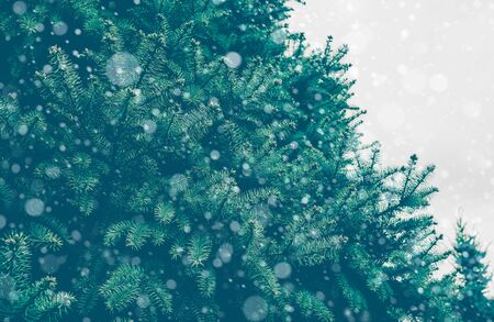 Pine branch tree texture with snowing.Nature christmas concepts ideasの写真素材