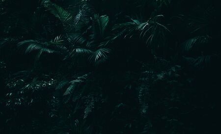 Tropical leaves background,jungle leaf indarkの写真素材