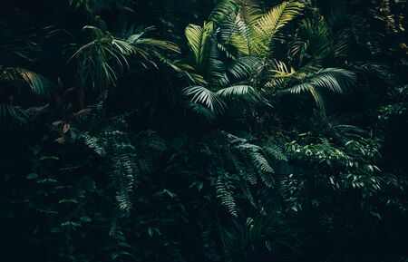 Tropical leaves background,jungle leaf indarkの写真素材