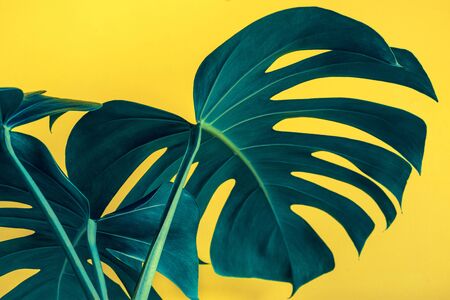 Selective focus of beautiful monstera leaves (leaf) on colorful for decorating composition design background.Tropical,botanical nature pattern.close upの写真素材