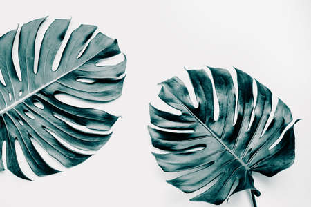 Real monstera leaves set on white background.Tropical,botanical nature concepts ideas.flat lay.top viewの写真素材