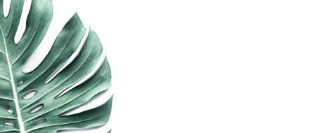 Real monstera leaves on white background.Tropical,botanical nature concepts ideas.flat lay.top view