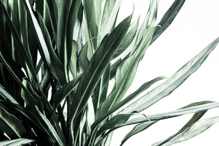 selective focus.Real leafy tropical pattern backgrounds