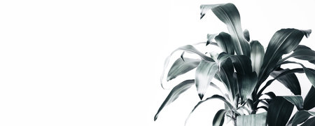 selective focus.Real leafy tropical pattern on white backgroundsの写真素材