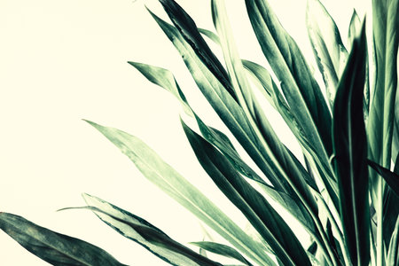 Tropical leaves on white background - Vintage filter processing style picturesの写真素材
