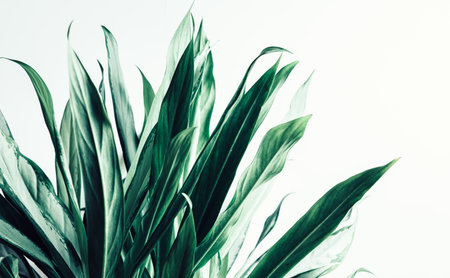 selective focus.Real leafy tropical pattern on white backgroundsの写真素材