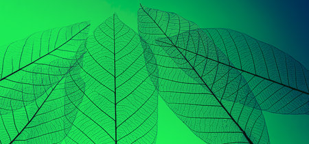 macro shot.abstract leaf transparent.showing leaves detail background.closeup structure plantの写真素材