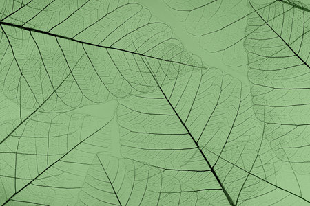macro shot.abstract leaf transparent.showing leaves detail background.structure plantの写真素材