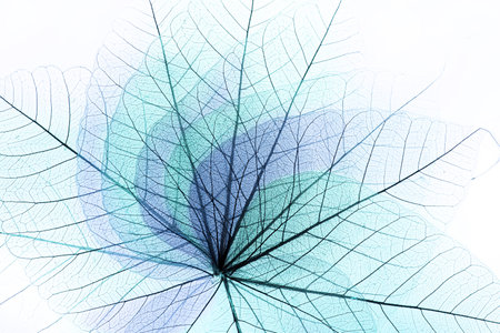 macro shot.abstract leaf transparent.showing leaves detail background.structure plantの写真素材