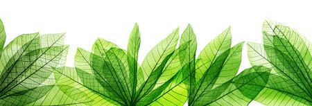 macro shot.abstract leaf transparent.showing leaves detail background.closeup structure plant