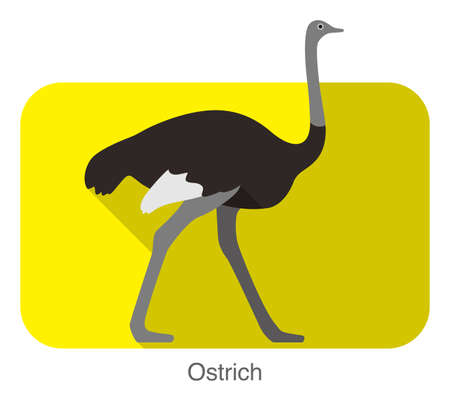 Ostrich walking, animal body series, vectorのイラスト素材