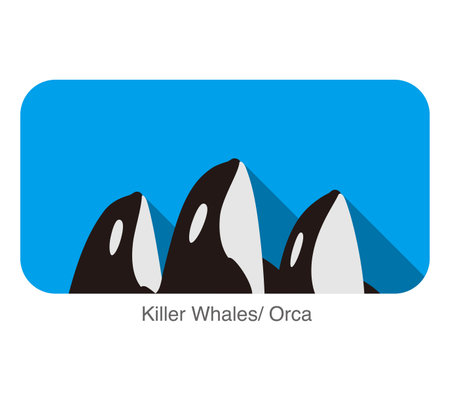 Killer Whale swimming in the sea flat icon design , vector illustrationのイラスト素材