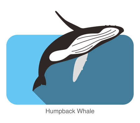 Humpback Whales jumping in the sea, animal flat iconのイラスト素材