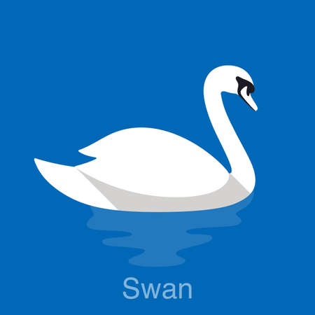 White Swan swimming in the lake, bird seriesのイラスト素材