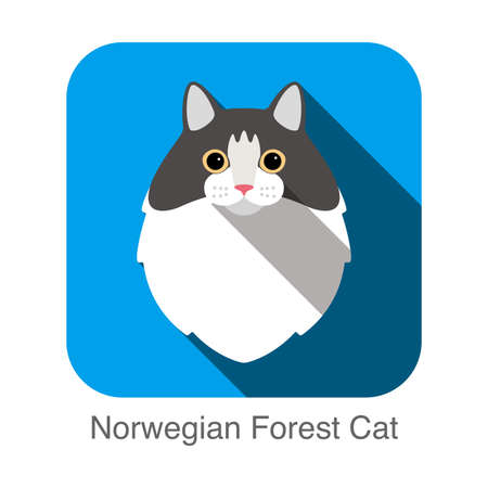 Norwegian Forest Cat, Cat breed face cartoon flat icon designのイラスト素材