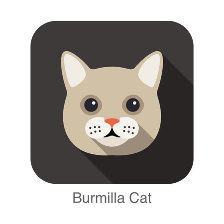 Burmilla Cat, Cat breed face cartoon flat icon designのイラスト素材