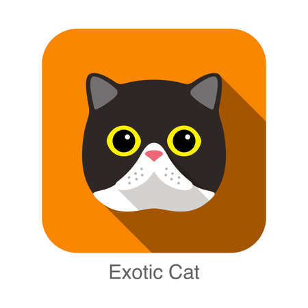 Exotic Cat, Cat breed face cartoon flat icon designのイラスト素材