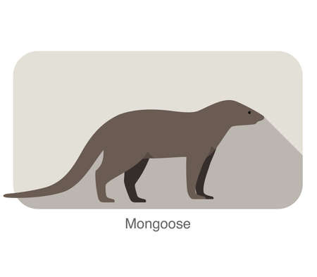 simple mongoose standing and watching, vector illustrationのイラスト素材
