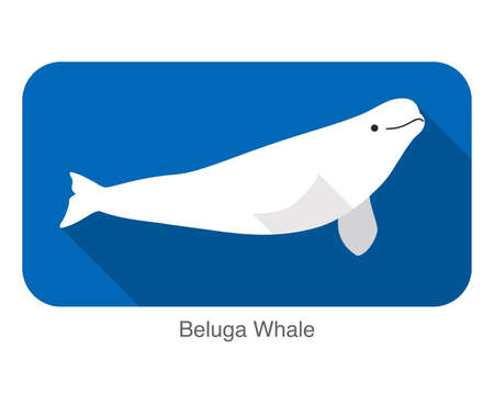 Beluga whale swimming in the water, flat icon, vector illustrationのイラスト素材