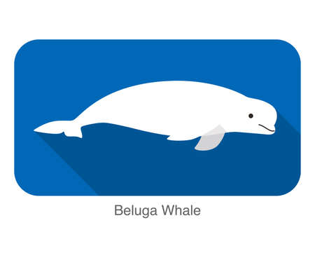 Beluga whale swimming in the water, flat icon, vector illustrationのイラスト素材