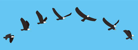 American white eagle flying and catching process, vector illustrationのイラスト素材