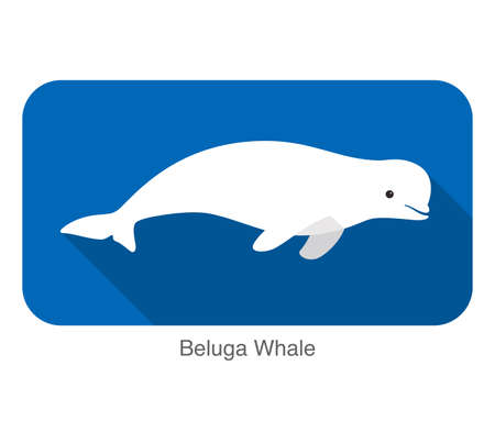 Beluga whale swimming in the water, flat icon, vector illustrationのイラスト素材