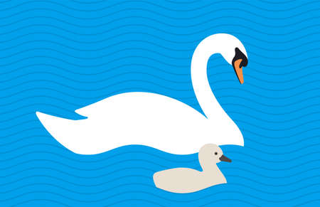 swan baby swimming in the lake with its mother, vector illustrationのイラスト素材