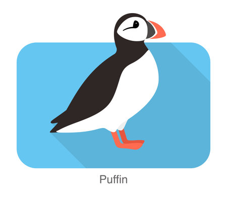 Iceland bird, flat cute puffin vector illustrationのイラスト素材
