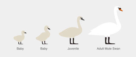 mute swan, from baby to adult swan in a row, vector illustrationのイラスト素材