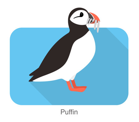 Iceland bird, flat cute puffin vector illustrationのイラスト素材