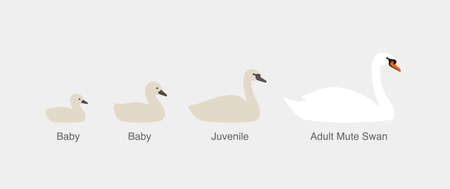 mute swan, from baby to adult swan in a row, vector illustrationのイラスト素材