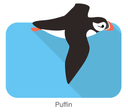 Iceland bird, flat cute puffin flying vector illustrationのイラスト素材