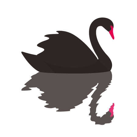 Black swan is swimming, reflection in water, vector illustrationのイラスト素材