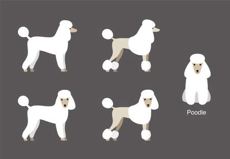 Poodle standing and watching, side view cartoon, vector illustrationのイラスト素材