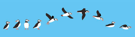 flying sequence of puffin, multiple exposure, vectorのイラスト素材