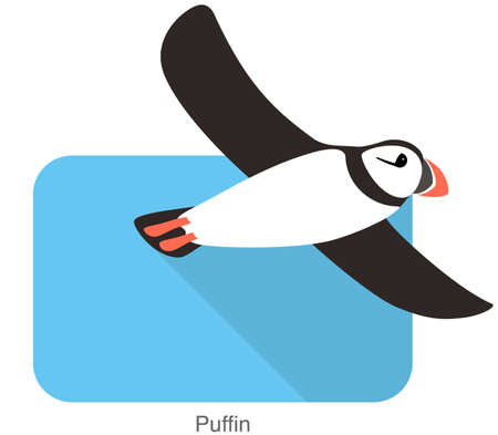 Iceland bird, flat cute puffin flying vector illustrationのイラスト素材