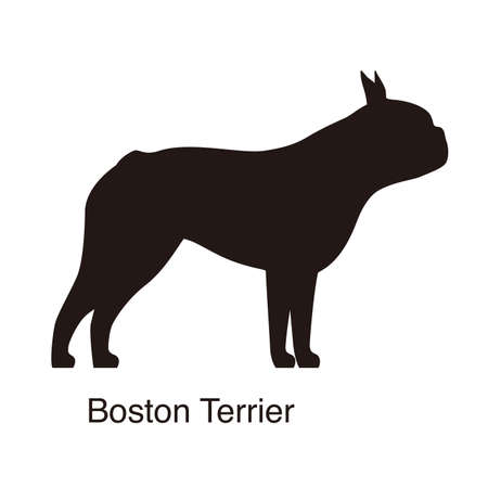 Boston Terrier dog silhouette, side view, vector illustrationのイラスト素材