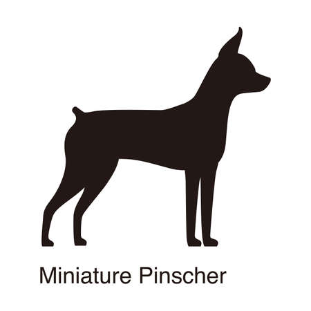 Miniature Pinscher dog silhouette, side view, vector illustrationのイラスト素材