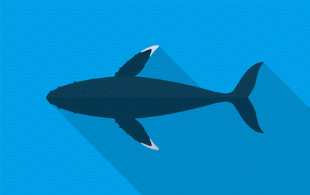 Humpback Whales swimming in the sea, animal flat iconのイラスト素材